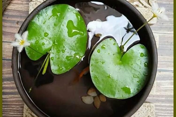 水培一叶莲发黄或烂叶子怎么补救