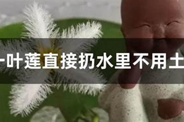 我养的一叶兰最近长了很多黄色类似锈斑的斑点,请问是怎么回事,该怎么解 ...