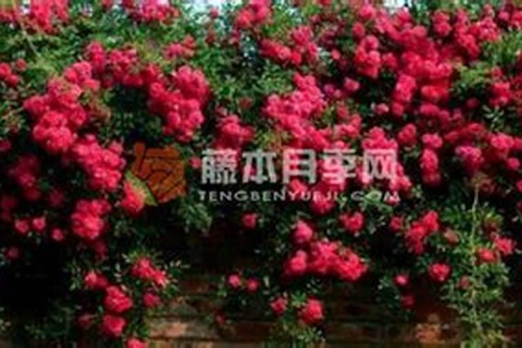 红木香怎么养 有哪些注意事项