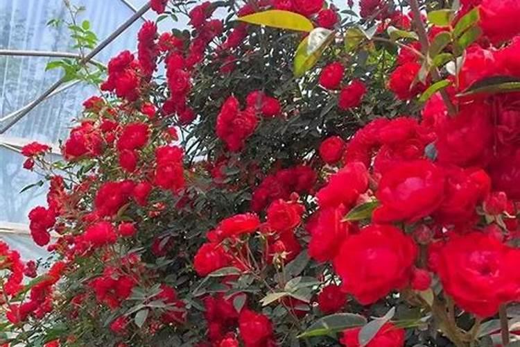 红木香的养殖方法,红木香花啥时候种植