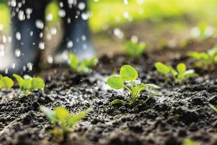 丹王复合肥是进口还是国产