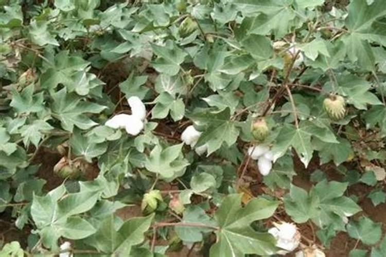 适合棉花的肥料种类主要有几种？