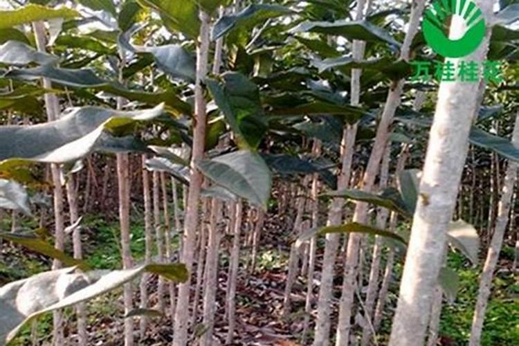 桂花施肥用什么农家肥