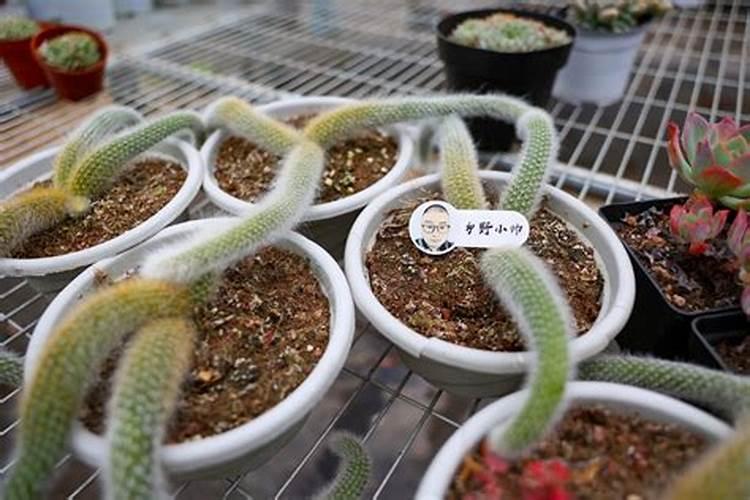 多肉九尾狐大约什么时候开花？开花后应该施什么肥？