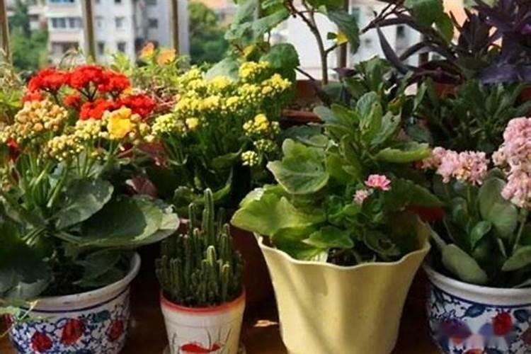 花生硼肥什么时间施用