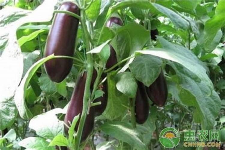 茄子正确施肥方法技术是什么？