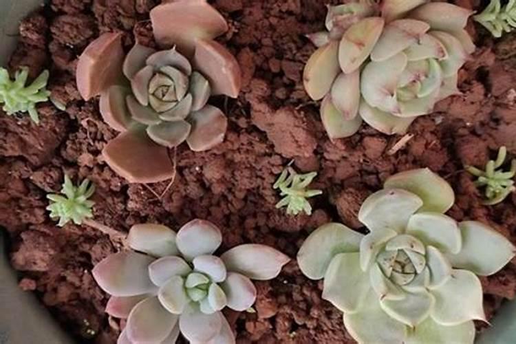 播种多肉植物可以直接用复合肥吗
