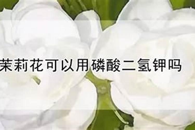 茉莉花施什么肥好,茉莉花施磷钾肥和有机肥最好