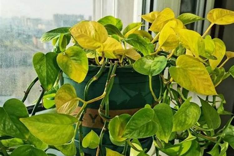绿萝能施磷肥复合肥和尿素吗