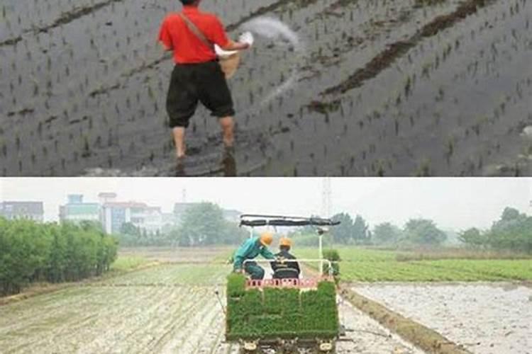 水稻钾肥什么时候施