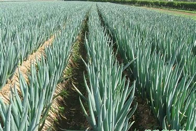 八月中旬大葱施什么肥好