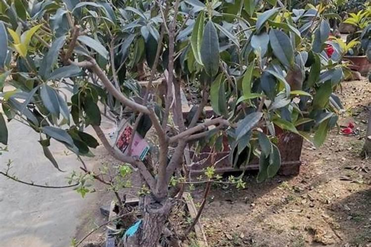 桂花树施什么肥料最好