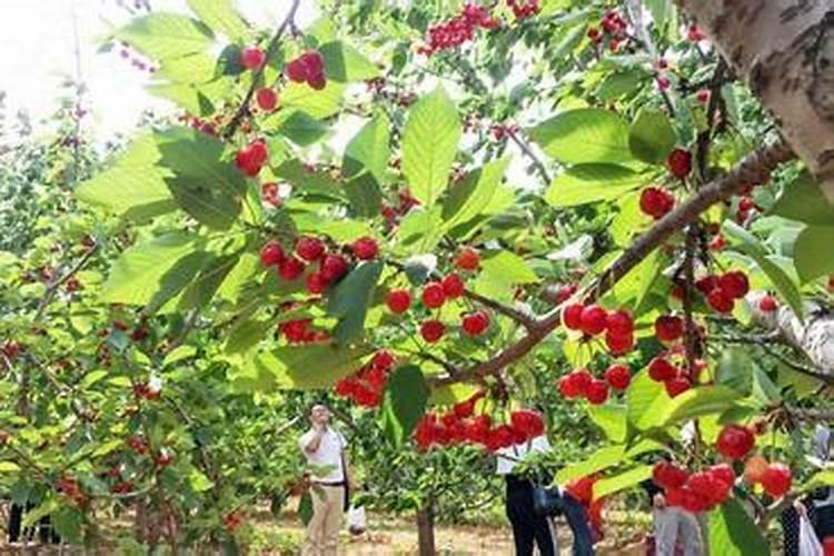 樱桃种植户教你秋季红妃樱桃树苗施什么肥