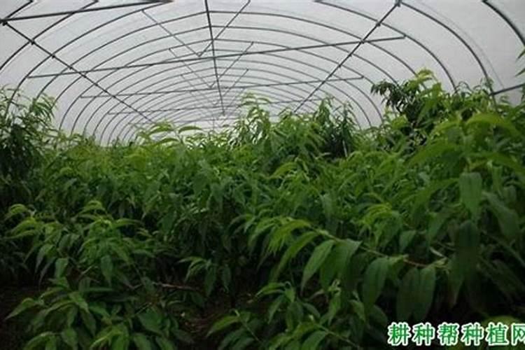 油桃发芽后如何管理