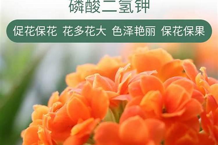 杜鹃开花期间施什么肥,能喷磷酸二氢钾吗