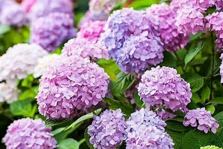 绣球花夏季怎么养