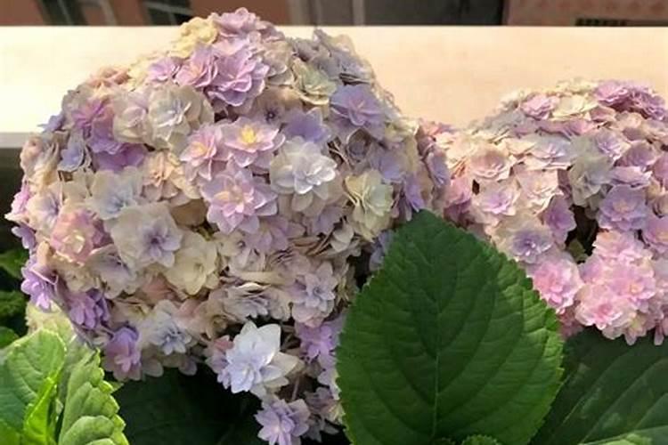 绣球花夏天怎么养护 夏季养殖方法