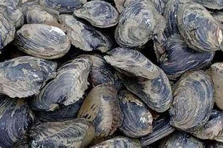 咖啡渣可以做兰花的肥料吗？