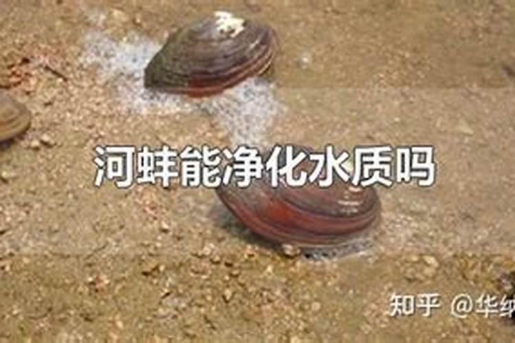 河蚌怎么挑选