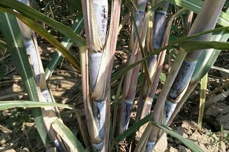 花生喷施硼肥的最佳时间 什么时候喷施最好
