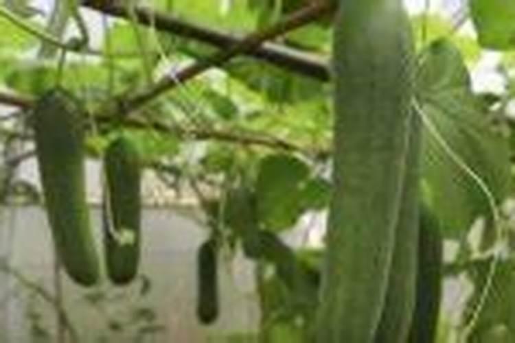 黄瓜种植中的‘病毒病’有何预防或治愈的方法!