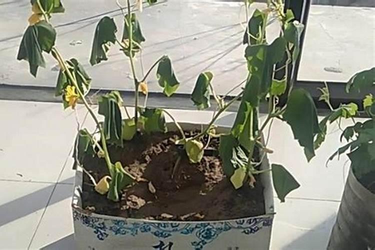 黄瓜霜霉病用什么药治好