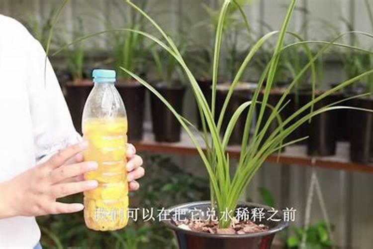 兰花用什么肥料好