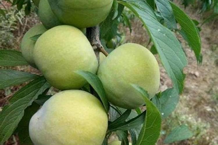 李子树结果开裂怎么回事