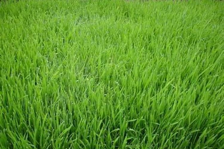 白三叶草种子种植方法