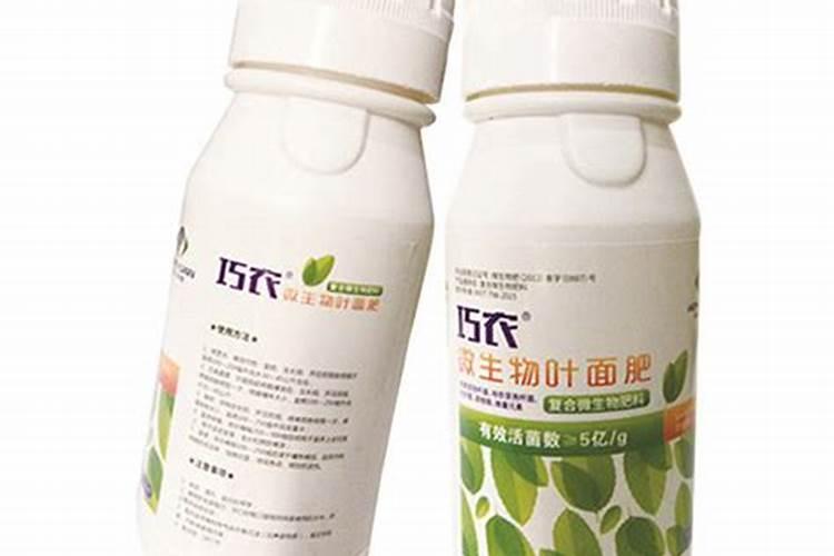 养好菊花的秘诀