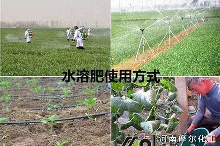 无花果用什么肥料最好