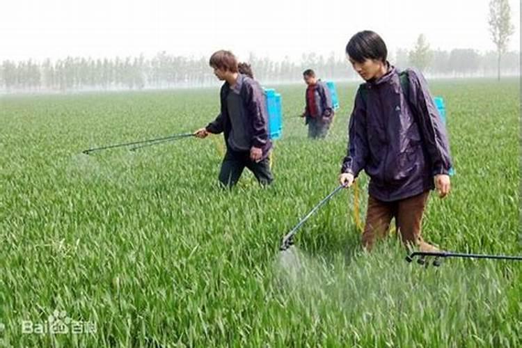 下雨前一天可以给辣椒打叶面肥吗？