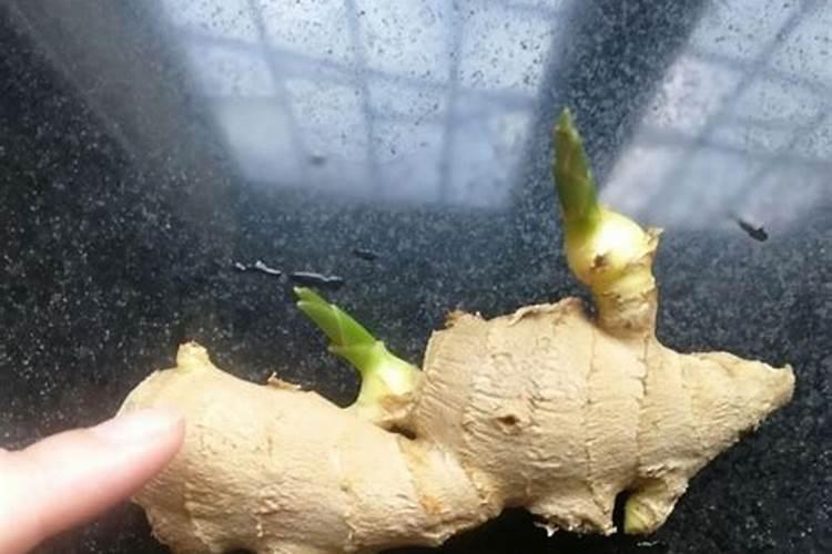 生姜出苗后用什么肥料