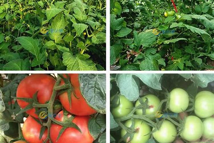 番茄座果期冲施什么肥料好？番茄膨果期用什么水溶肥效果好？
