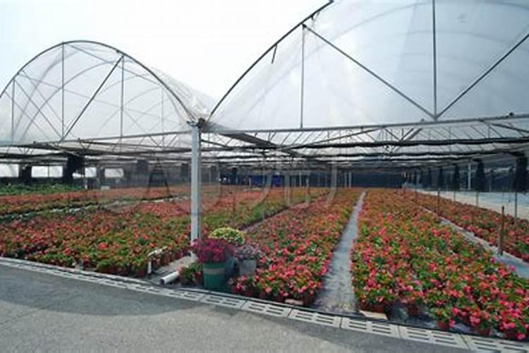 大棚百合种植要用什么肥料好