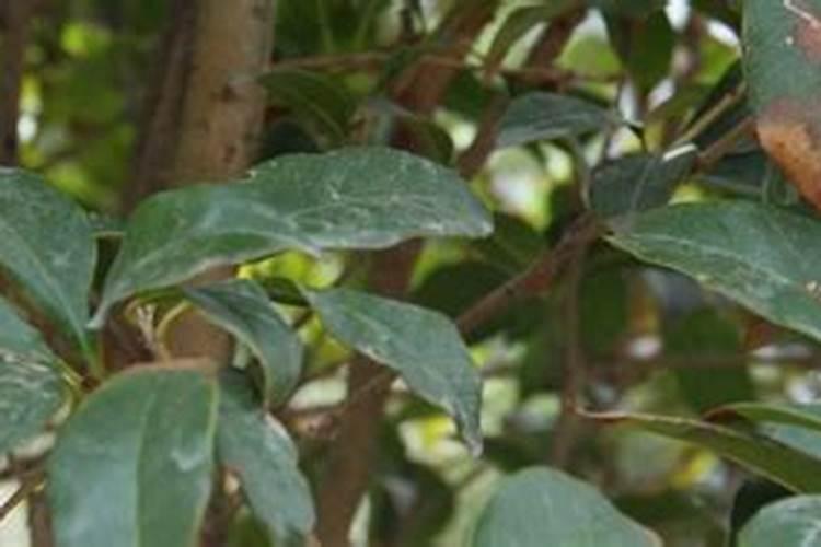 西红柿的种植用什么肥料好