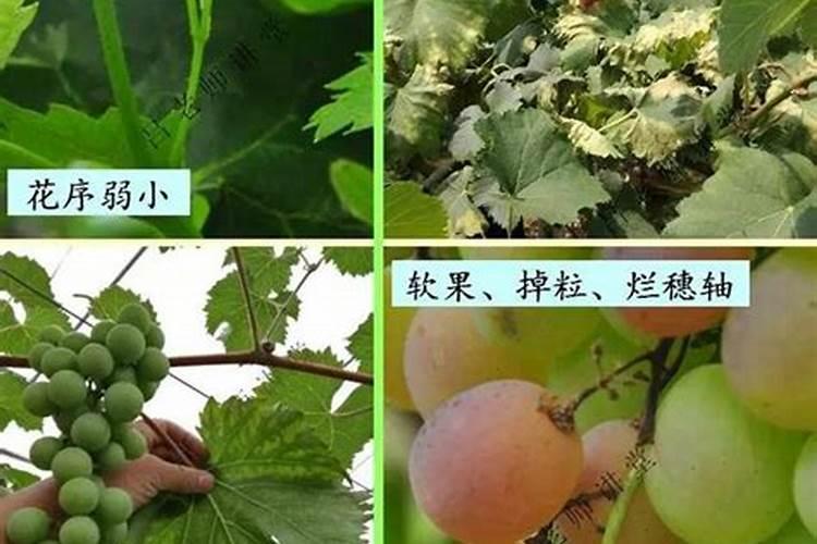大棚夏黑葡萄萌芽期要施什么肥料？
