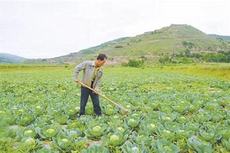 哪个牌子的叶面肥效果最好。