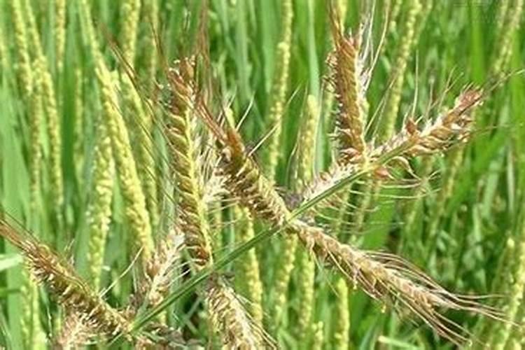 磷酸二氢钾的使用方法和用量