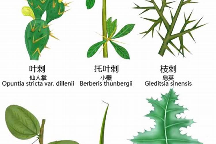 尿素兑水比例多少灌根不烧苗