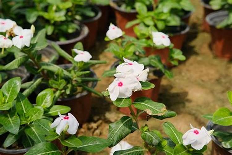 种草莓用什么肥料好 种草莓应该用什么肥料