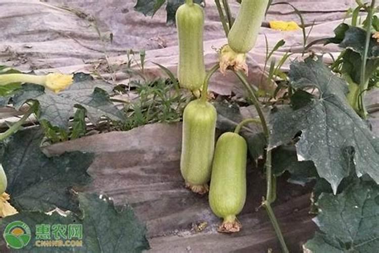 瓜类蔬菜种植中出现生理障害是什么原因导致的？如何防治？
