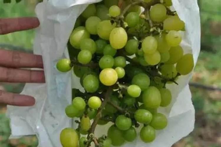 葡萄补硼的最佳时期