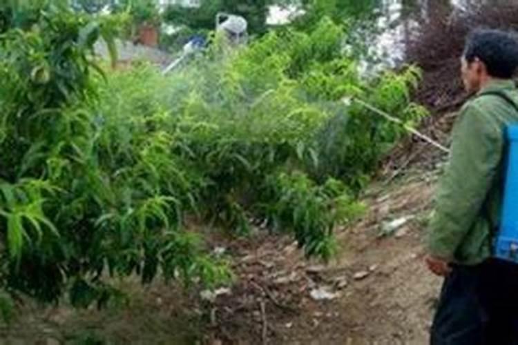 如何种出高产花生 花生是怎么种的