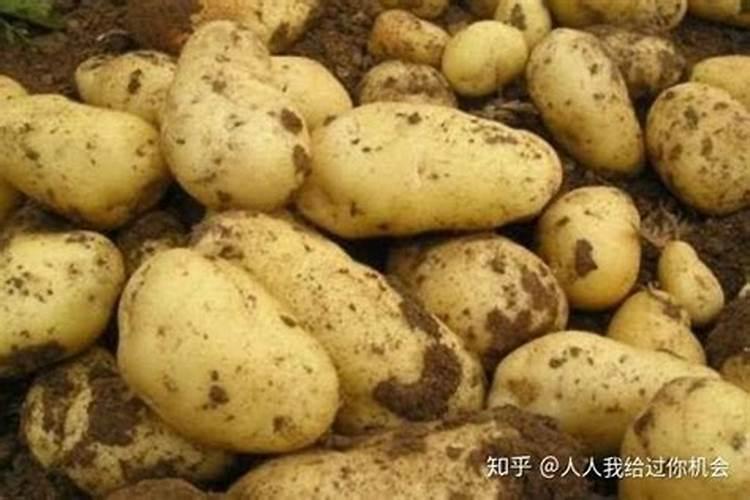 土豆可喷施硼肥吗？什么时候用？