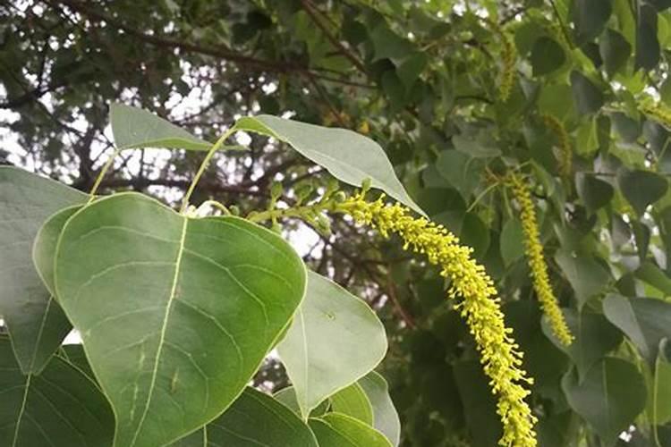 乌桕树花期是什么时候