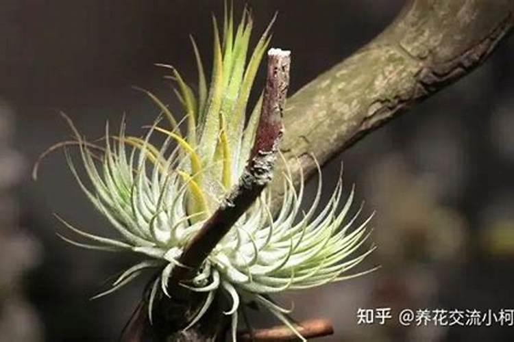 空气凤梨的施肥