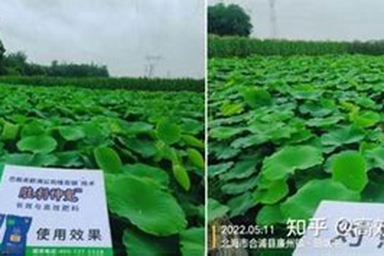 莲藕种植什么时候施入硼肥？
