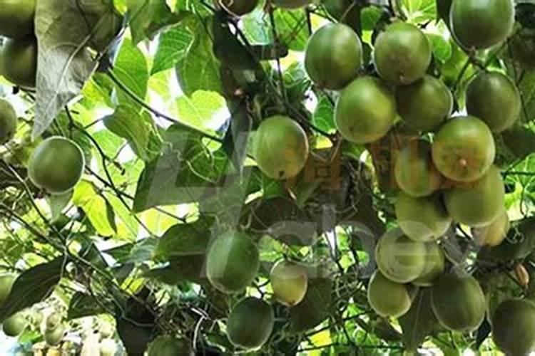雅萃水溶肥料可以淋得罗汉果苗吗？