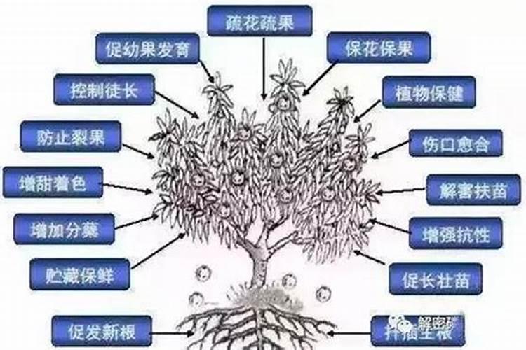 芸苔素和什么叶面肥混用在苗床上比较好？